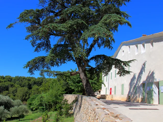 Oliviers Cedre Murier Arbres Bastide Parvis Font De Mai Oti Aubagne