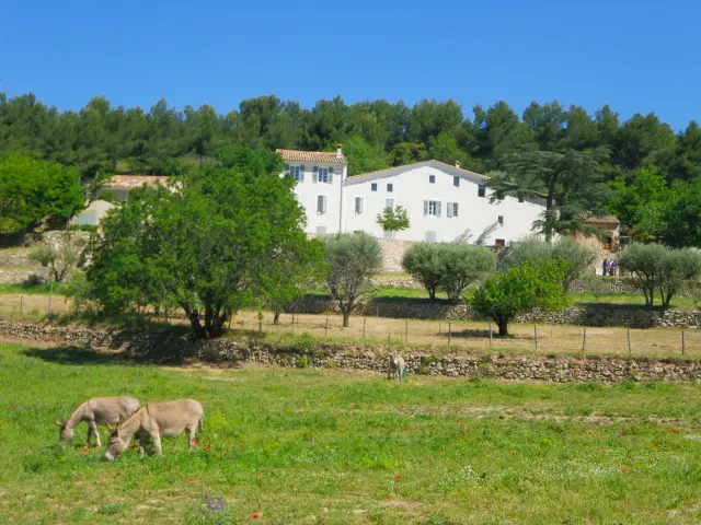 Ânes dans le pré de la Font de Mai