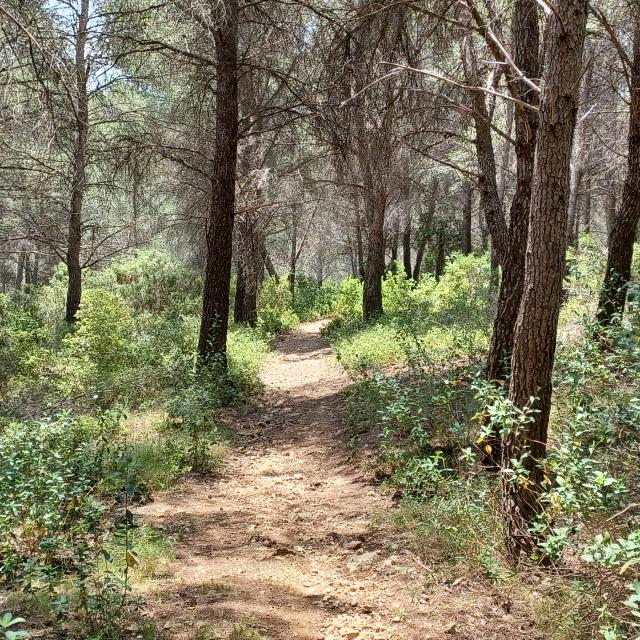 Sentier en forêt