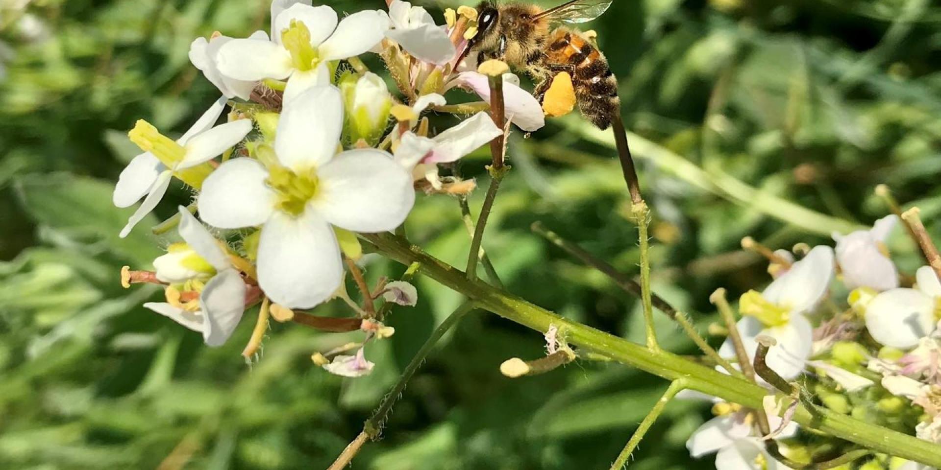 Abeille en train de butiner une fleur blanche dans un environnement naturel verdoyant au domaine de la Font de Mai à Aubagne