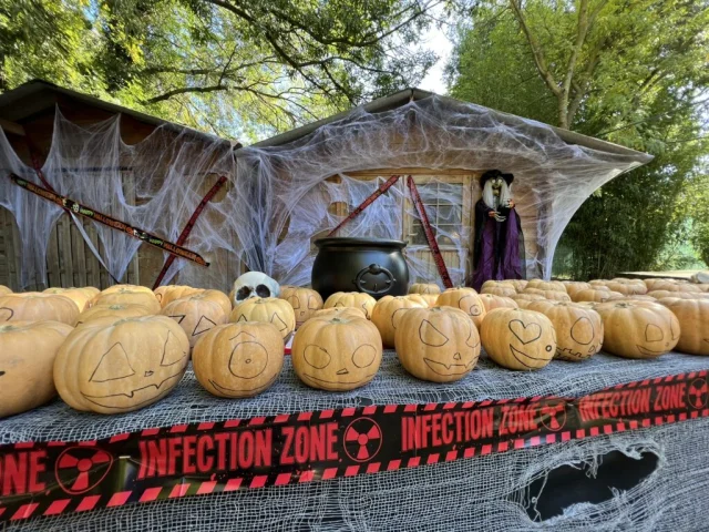 Citrouilles d'halloween