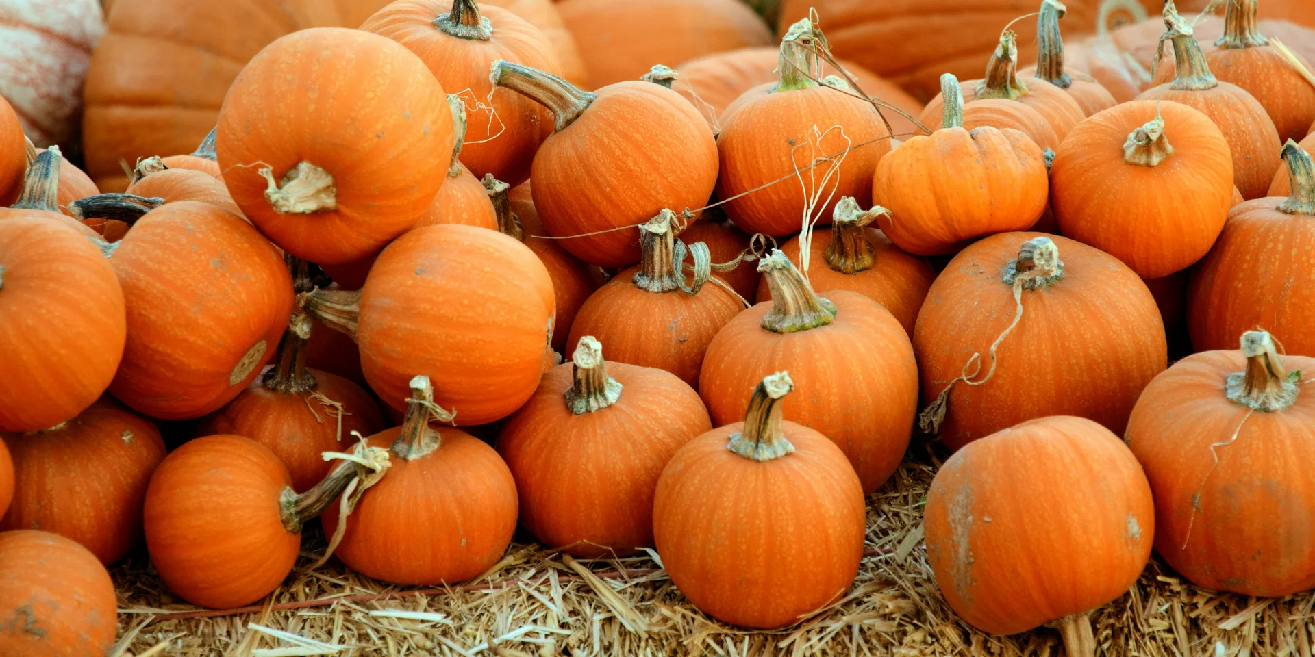 Citrouilles