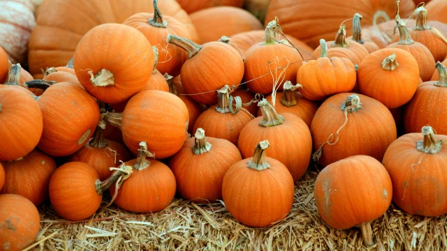 Citrouilles