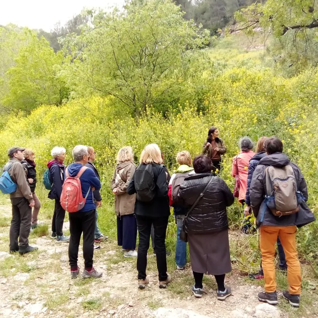 Balade Plantes Sauvages