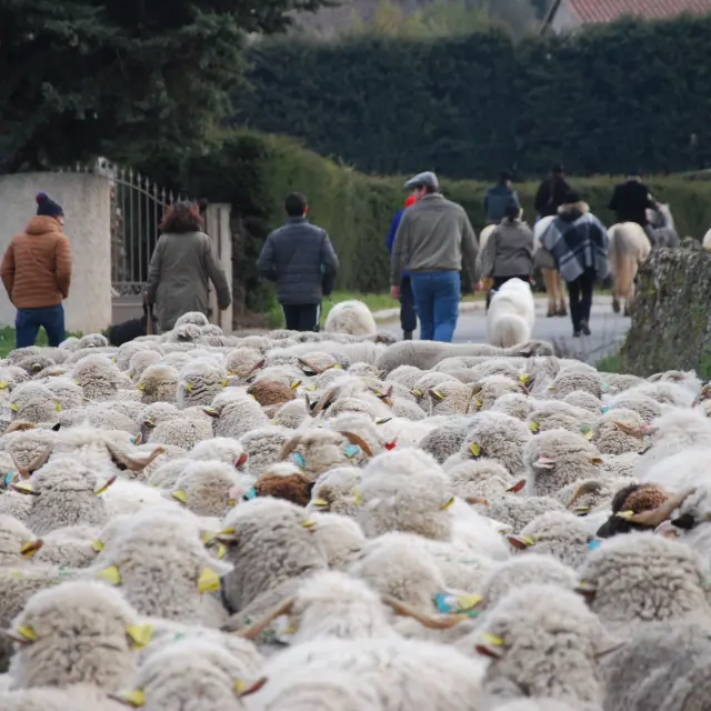 Moutons pendant la transhumance