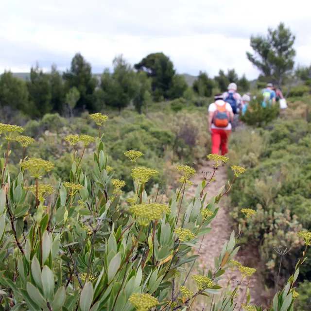 Rando Pagnol Jpvallorani 20