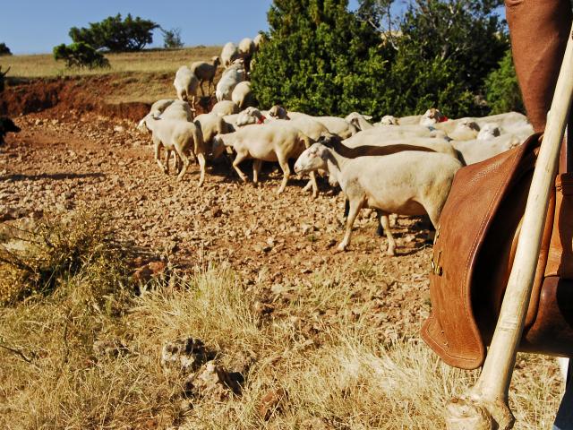 Troupeau de brebis sur le causse de Sauveterre avec le berger et son chien