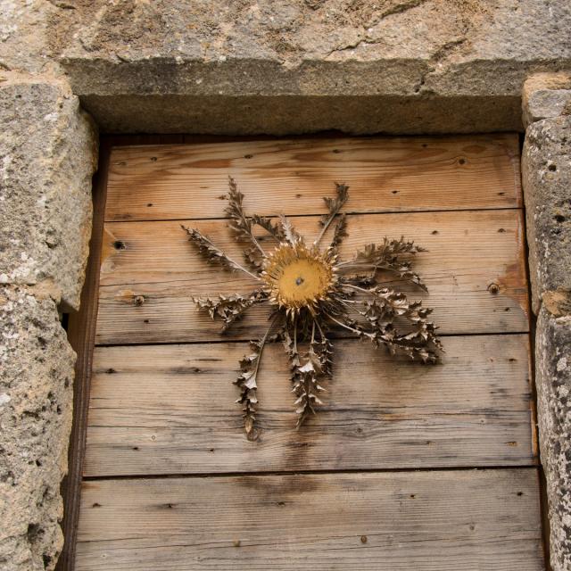 Cardabelle.Le vrai nom de ce chardon est Carline à feuilles d’acanthe, mais on l’appelle Cardabelle dans la région. On la retrouve séchée et clouée aux portes des maisons dans certains villages en décoration, comme baromètre (le capitule -la partie centrale- se referme à l’approche du mauvais temps) ou en guise de porte-bonheur. La cardabelle est désormais protégée car en voie de disparition. Ne l’emportez donc pas si vous la croisez en sortant des chemins sur les causses de Lozère.