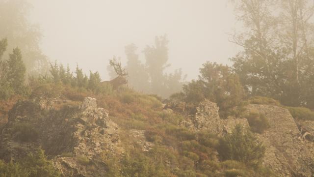Deer in the mist on the Aubrac.