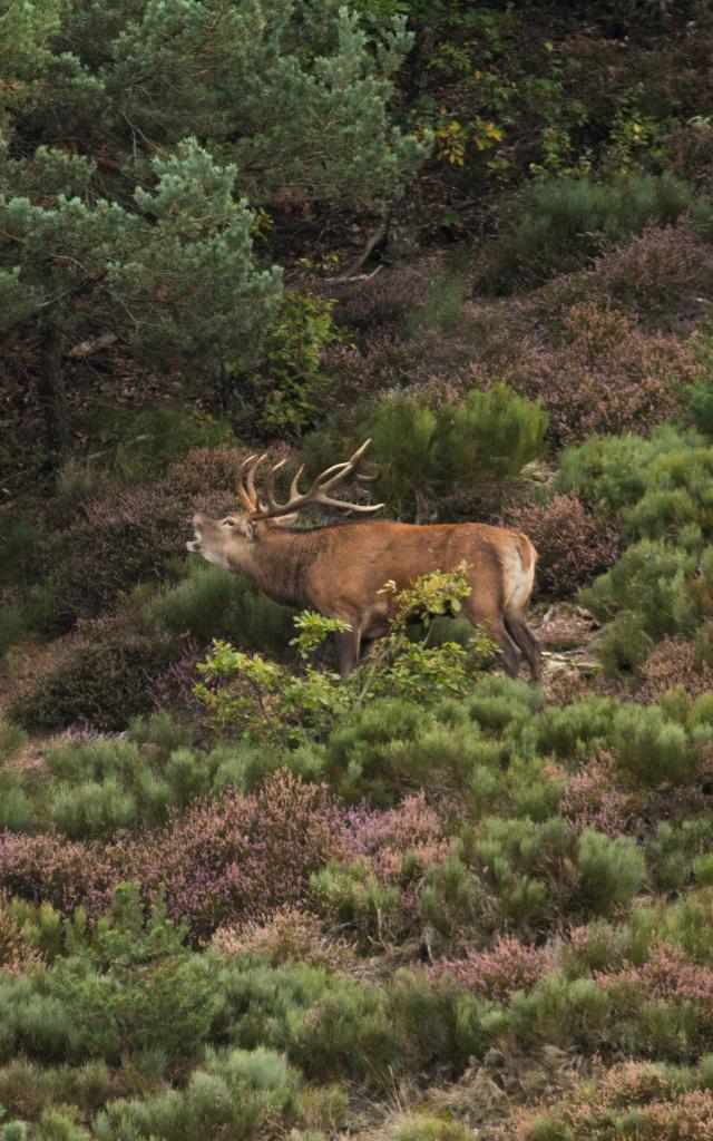 Brame du cerf sur l'Aubrac