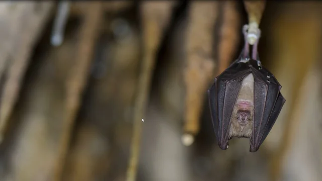 Chauve Souris
