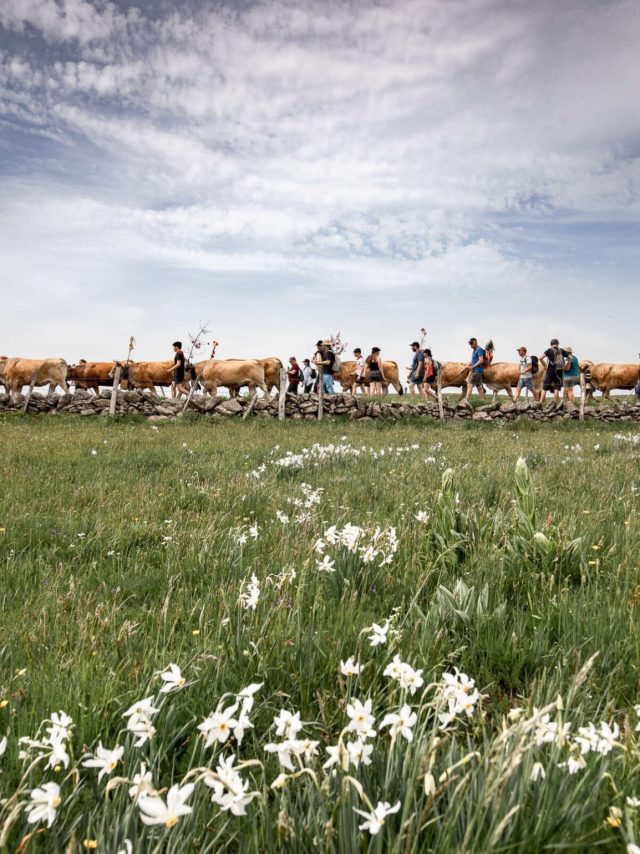 Transhumance sur l'Aubrac Aveyronnais.