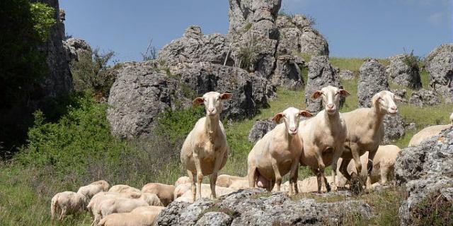 Lacaune ewes grazing on Causse Méjean.