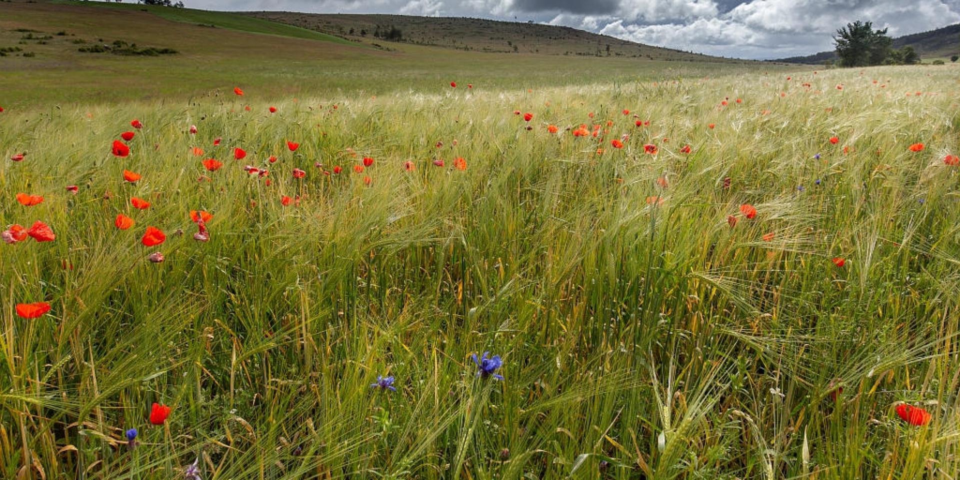 Champ blé coquelicots causse