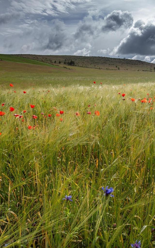 Wheat field poppies causse
