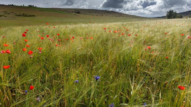 Champ blé coquelicots causse