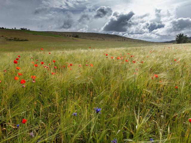 Champ blé coquelicots causse