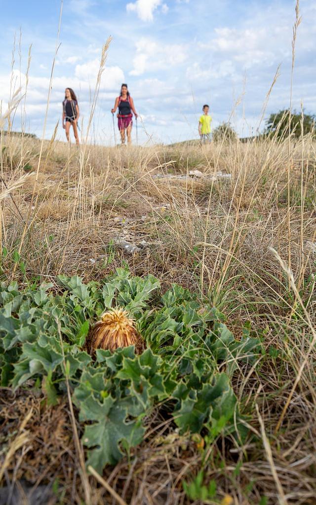 Causse cardabella thistle.