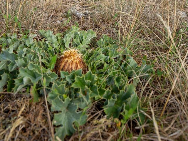 Chardons cardabelles causse.