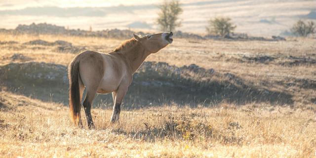 Cheval de przewalski causse méjean