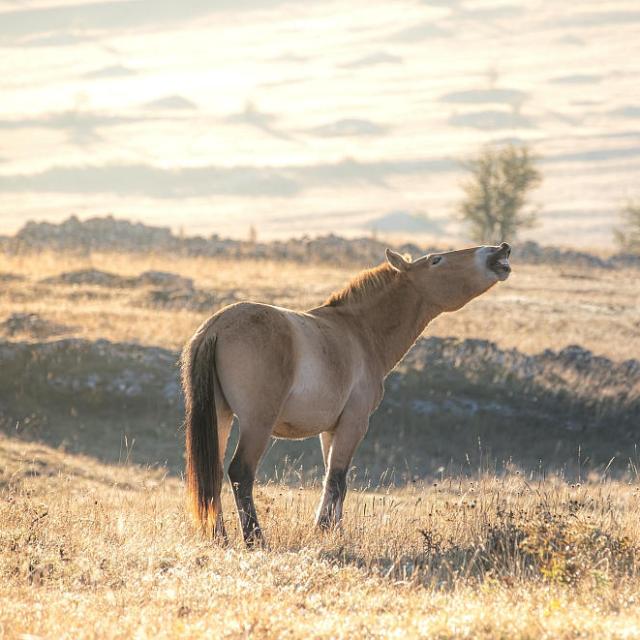 Przewalski's horse causse méjean