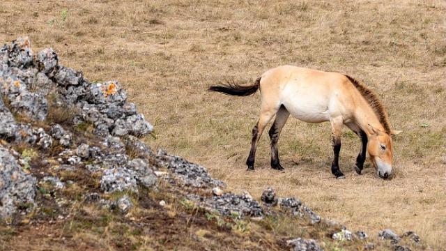 Przewalski's wild horse on the Causse Méjean.