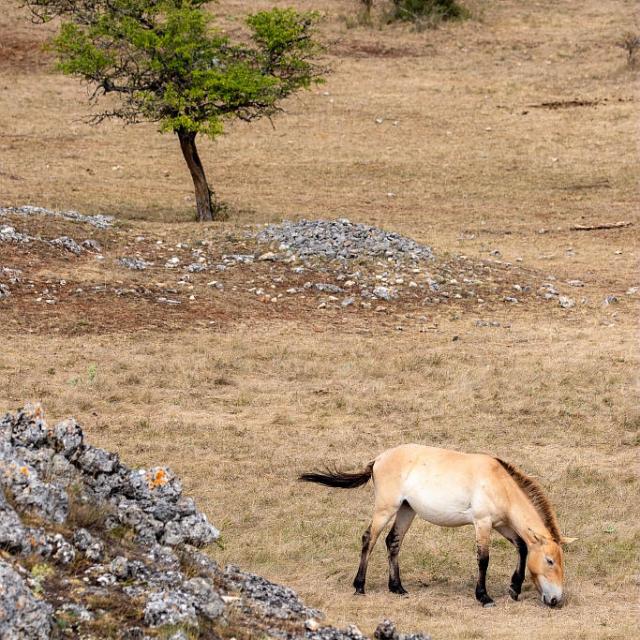 Cheval sauvage de Przewalski sur le Causse Méjean.