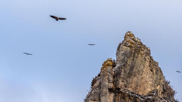Cliff vultures Gorges du Tarn.