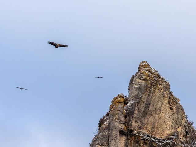 Cliff vultures Gorges du Tarn.