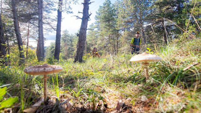 Autumn forest walk on the Causse de Sauveterre, mushrooms.