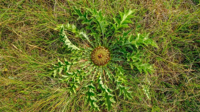 A cardabelle on the Grands Causses of Lozère