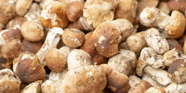 Mushroom picking in Lozère