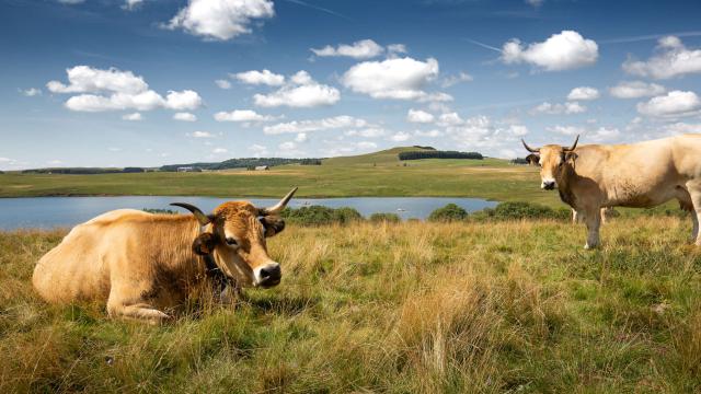 Aubrac cows at Lac Des Moines