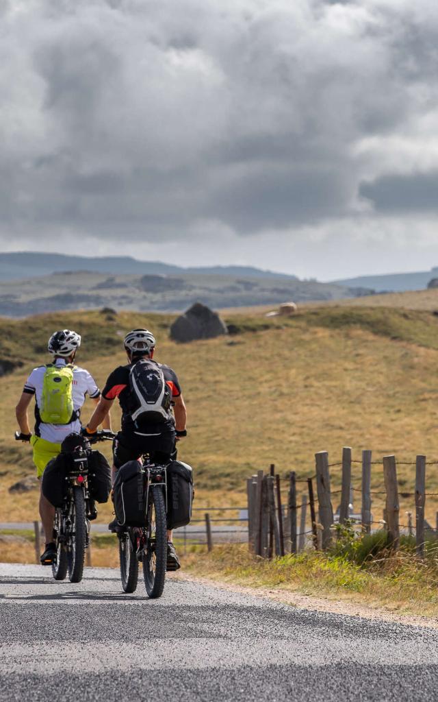 Cyclistes sur l'Aubrac, face aux vaches.