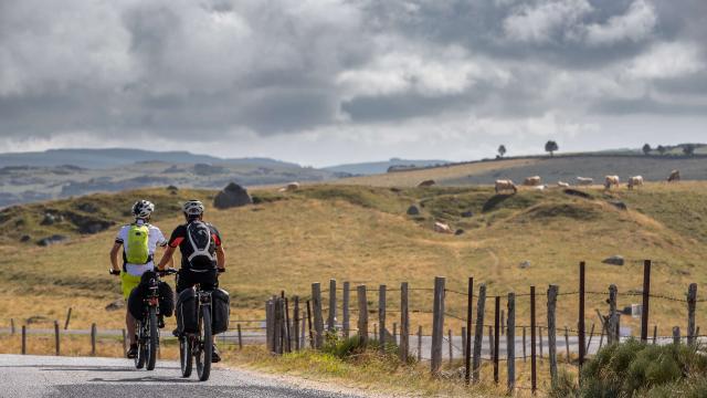 Cyclists on the Aubrac, facing the cows.