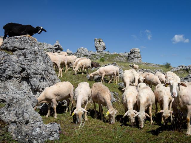 Troupeau sur le Causse Méjean