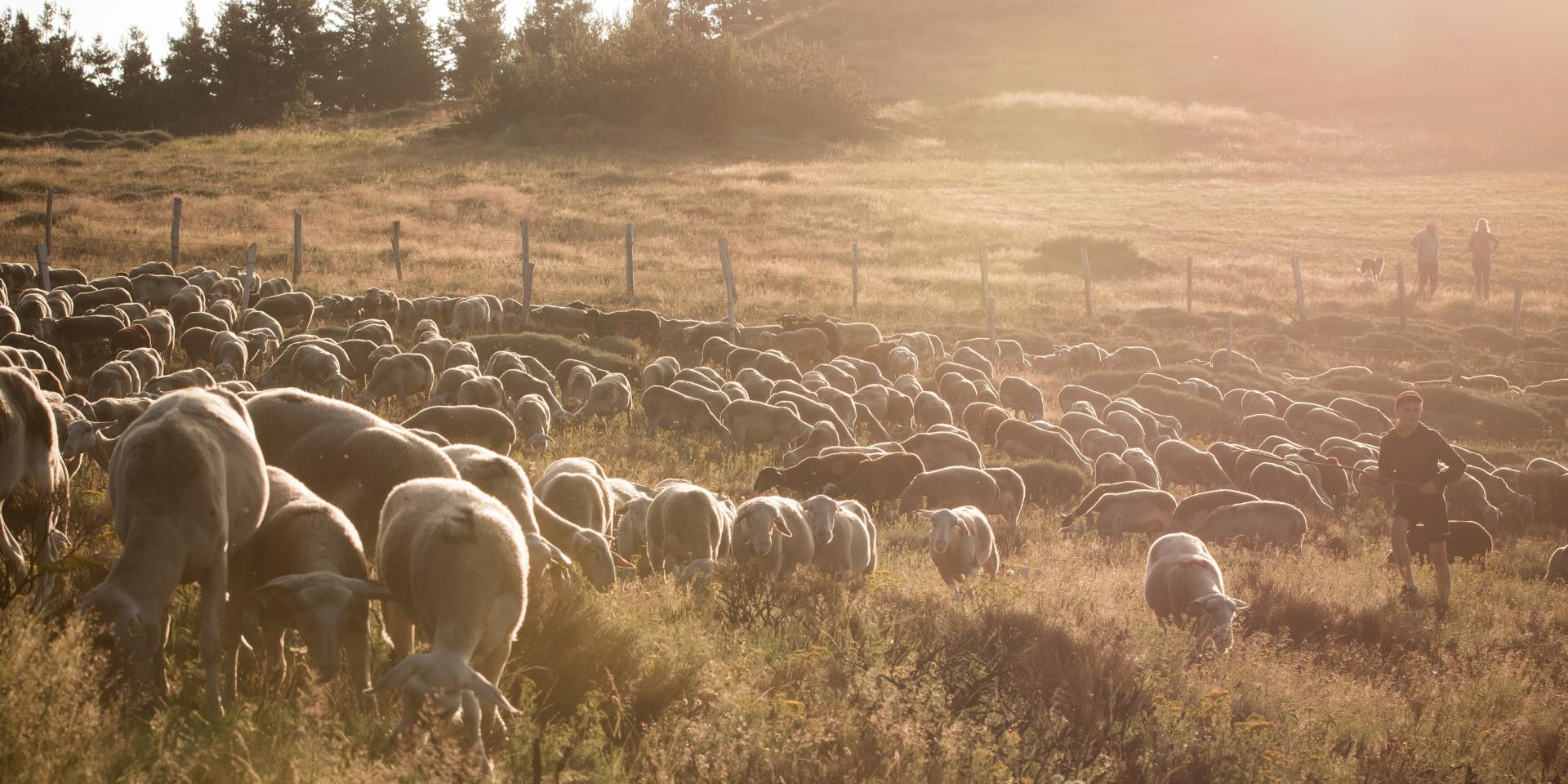Troupeau de brebis de la ferme 