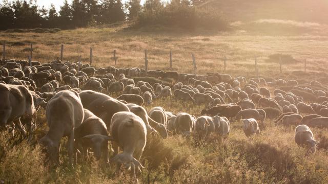 Troupeau de brebis de la ferme 