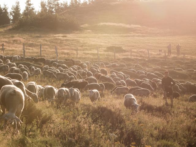 Troupeau de brebis de la ferme 