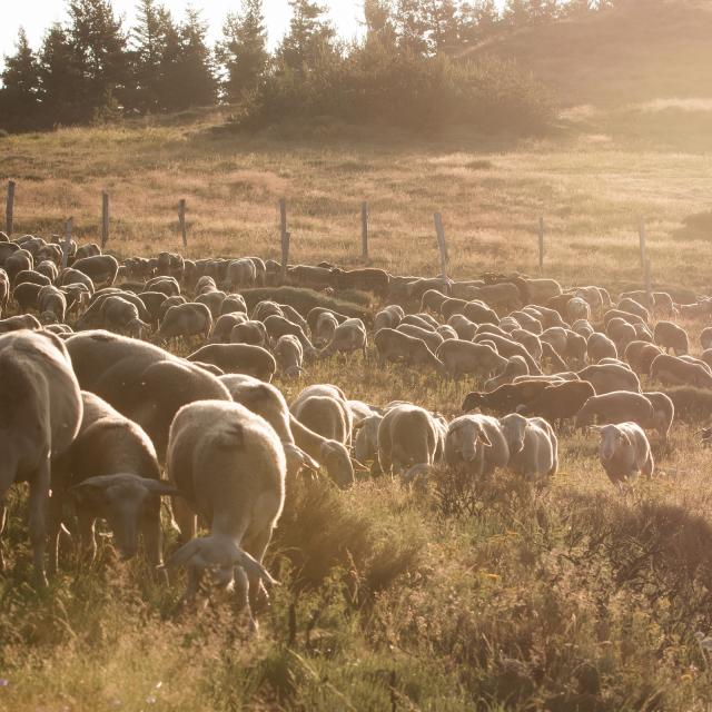 Flock of ewes from the 