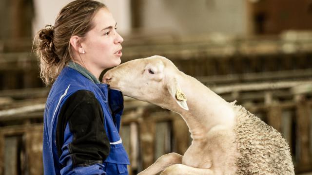 Farm of Armand and Marie, ewe breeders in Hyelzas on the Causse Méjean. Meet the farmers and their ewes.