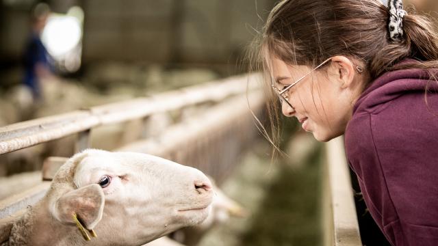 Farm of Armand and Marie, ewe breeders in Hyelzas on the Causse Méjean. Meet the farmers and their ewes.