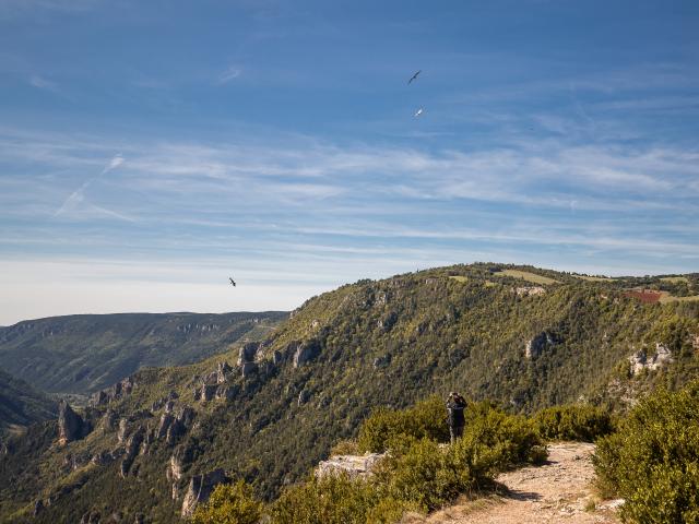 Observation des vautours et lever du soleil au point Sublime sur le Causse de Sauveterre