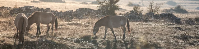 chevaux de przewalski causse méjean