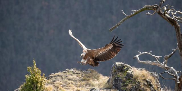 Griffon vulture landing on a rock.