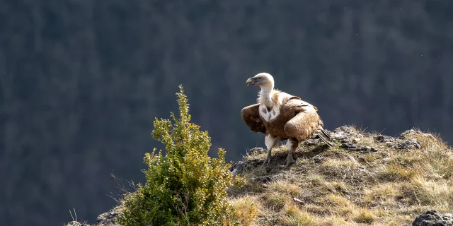 Vulture resting on a rock, Benoit Colomb Pact Gdt Crtloccitanie
