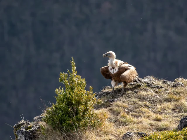 Vautour posé sur un rocher, Benoit Colomb Pact Gdt Crtloccitanie