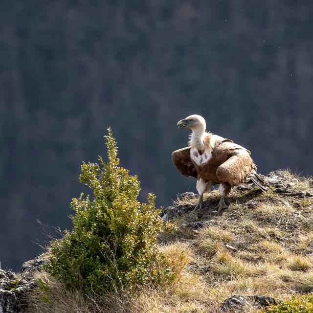 Vautour posé sur un rocher, Benoit Colomb Pact Gdt Crtloccitanie