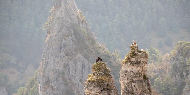 vautours nid gorges du tarn