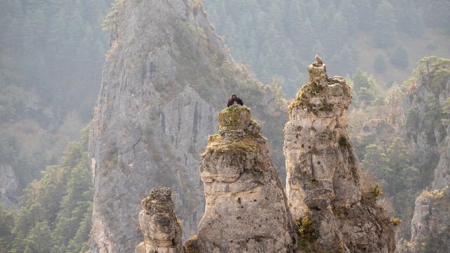 vultures nest gorges du tarn